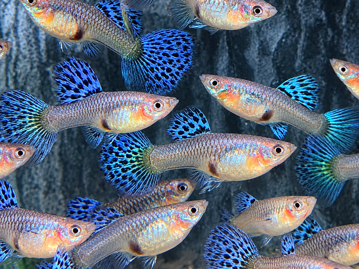 Miracle Lace  Guppy Poecilia reticulata Weibchen