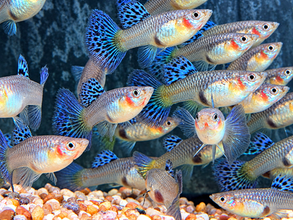 Miracle Lace  Guppy Poecilia reticulata Weibchen