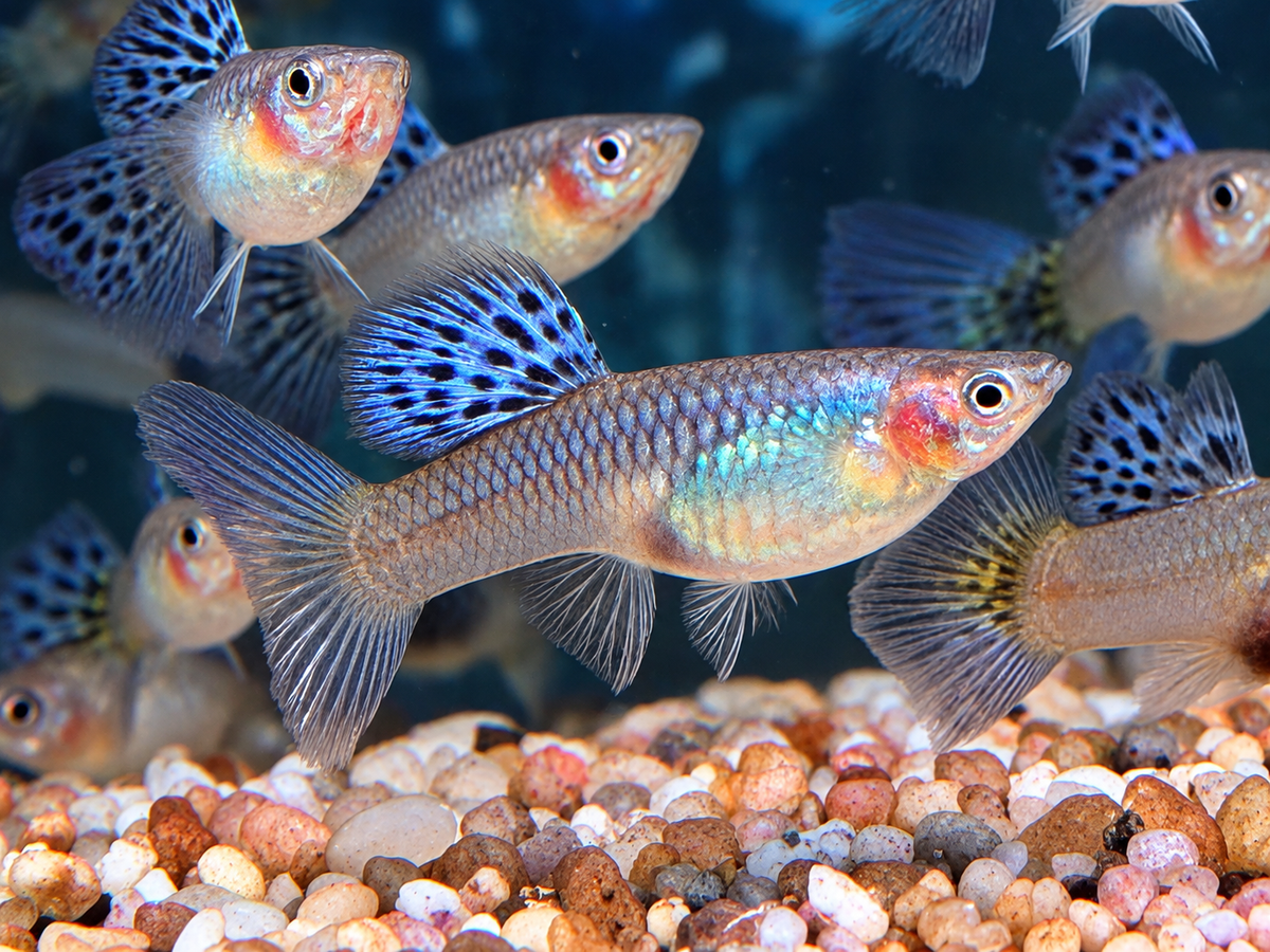 Miracle Lace  Guppy Poecilia reticulata Weibchen