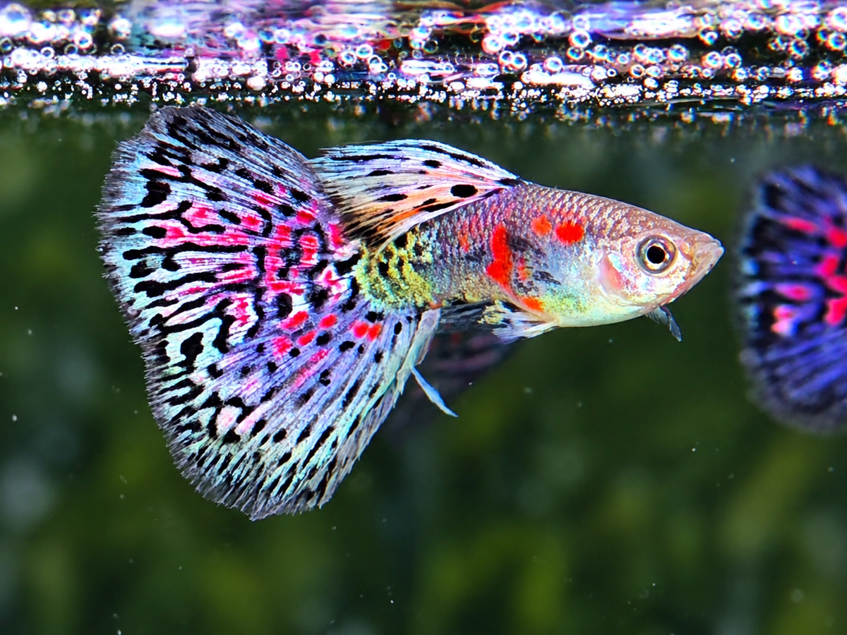 Miracle Lace  Guppy Poecilia reticulata Männchen