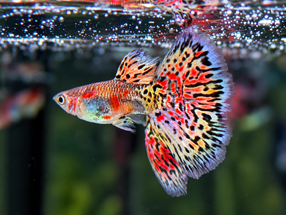 Miracle Lace  Guppy Poecilia reticulata Männchen