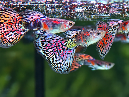 Miracle Lace  Guppy Poecilia reticulata Männchen