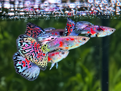 Miracle Lace  Guppy Poecilia reticulata Männchen