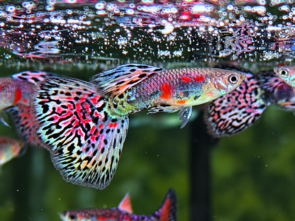 Miracle Lace  Guppy Poecilia reticulata Männchen