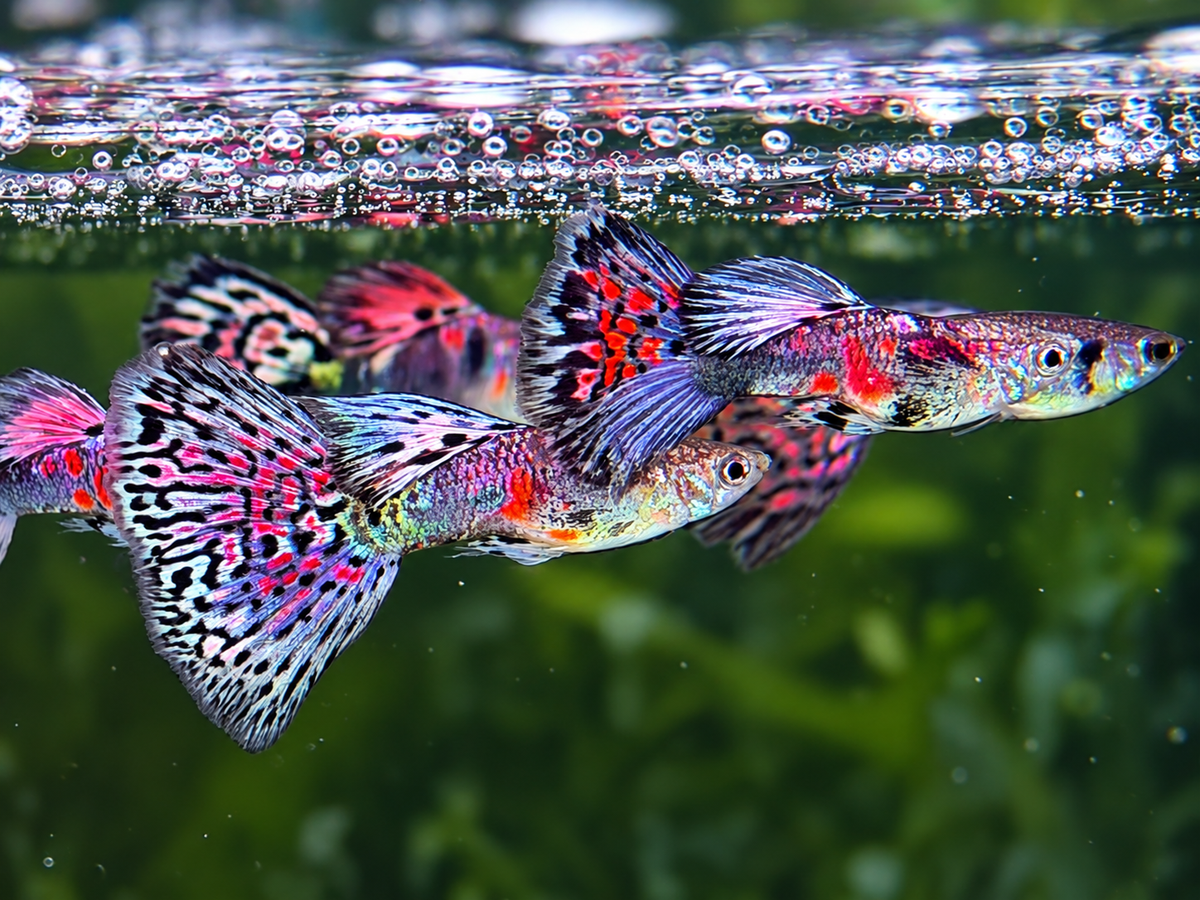 Miracle Lace  Guppy Poecilia reticulata Männchen