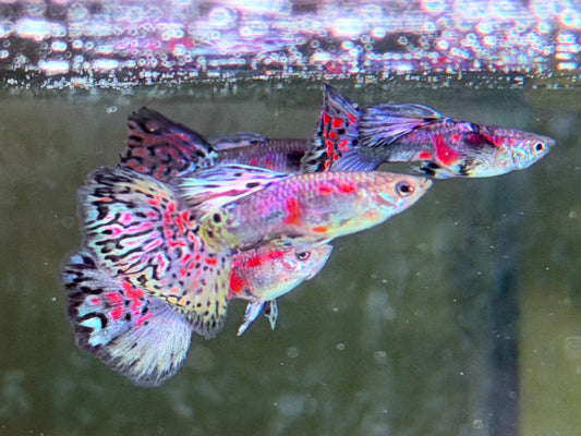 Miracle Lace  Guppy Poecilia reticulata Männchen