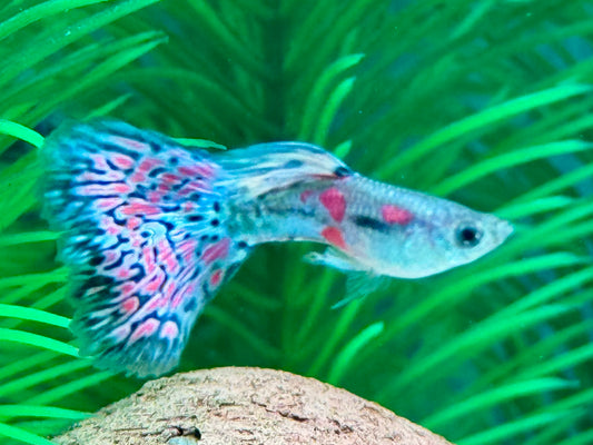 Miracle Purple Lace  Guppy Poecilia reticulata Männchen