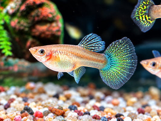 Miracle Lace Multicolore Guppy Poecilia reticulata Weibchen