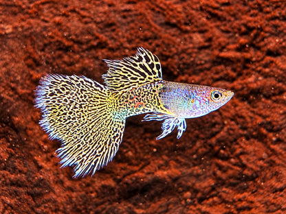 Miracle green Lace Guppy Poecilia reticulata Männchen
