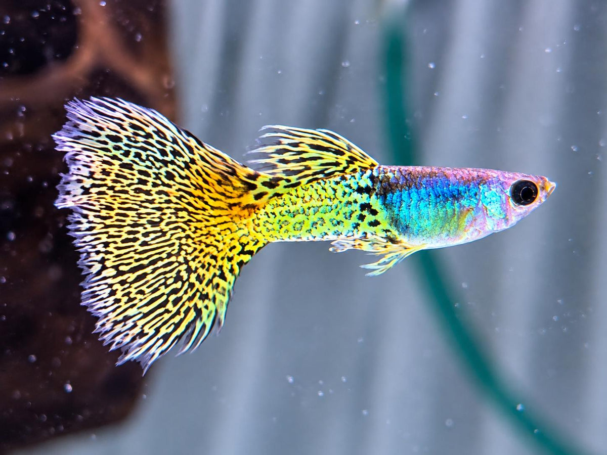 Miracle green Lace Guppy Poecilia reticulata Männchen