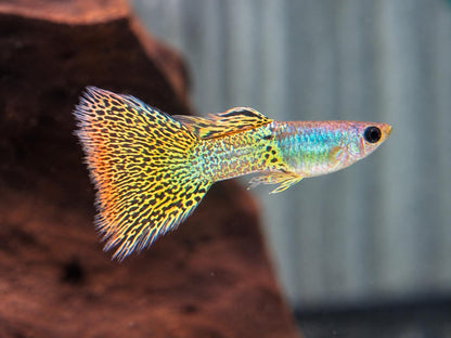 Miracle green Lace Guppy Poecilia reticulata Männchen