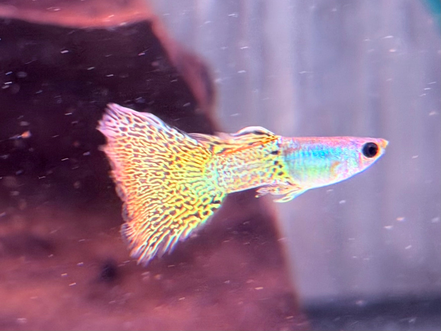 Miracle green Lace Guppy Poecilia reticulata Männchen