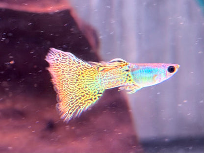 Miracle green Lace Guppy Poecilia reticulata Männchen
