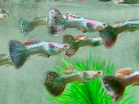 Miracle green Lace Multicolore Guppy Poecilia reticulata Männchen