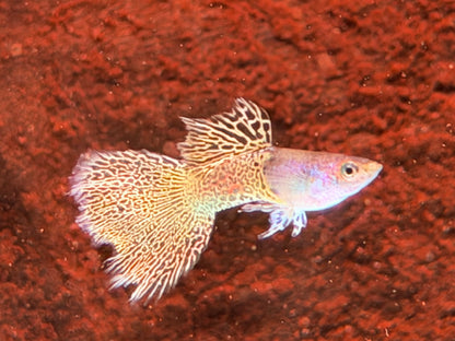 Miracle green Lace Guppy Poecilia reticulata Männchen