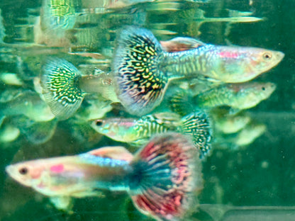 Miracle green Lace Multicolore Guppy Poecilia reticulata Männchen