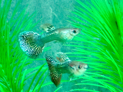 Miracle green Lace Multicolore Guppy Poecilia reticulata Männchen