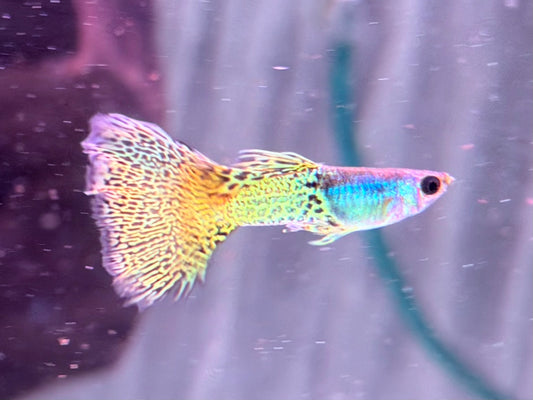 Miracle green Lace Guppy Poecilia reticulata Männchen