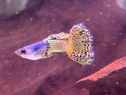 Miracle green Lace Guppy Poecilia reticulata Männchen