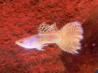 Miracle green Lace Guppy Poecilia reticulata Männchen