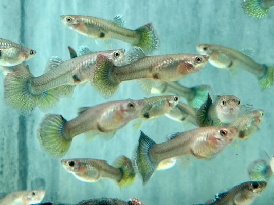 Miracle green Lace Multicolore Guppy Poecilia reticulata Weibchen