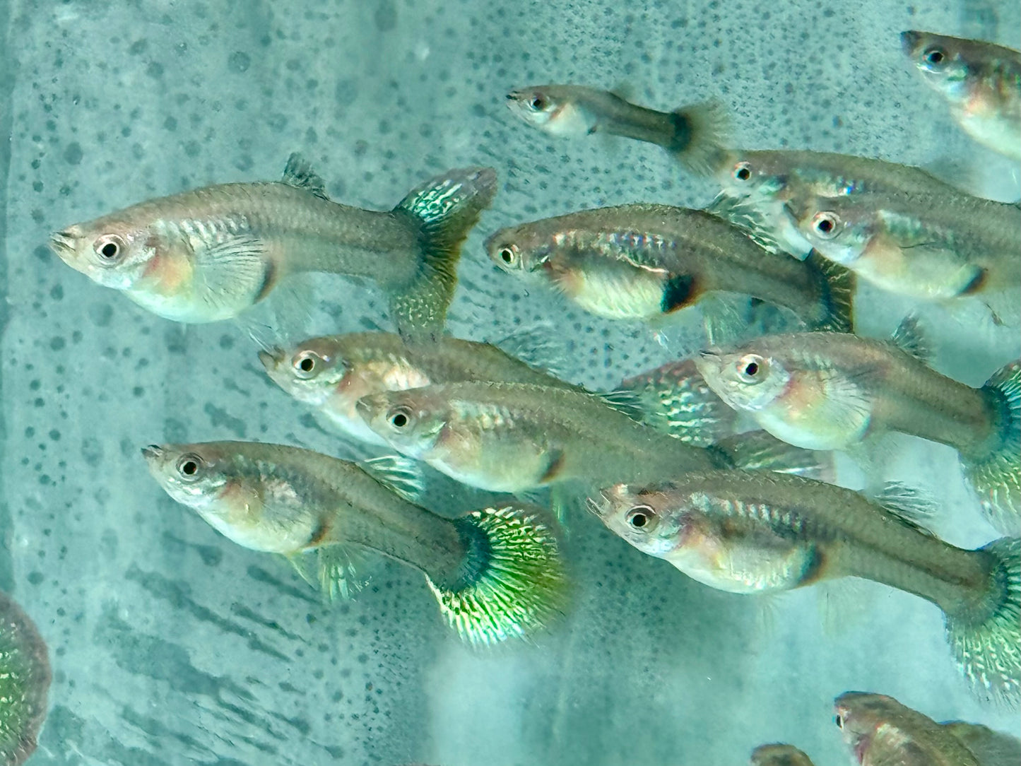 Miracle green Lace Multicolore Guppy Poecilia reticulata Weibchen