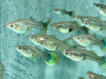 Miracle green Lace Multicolore Guppy Poecilia reticulata Weibchen