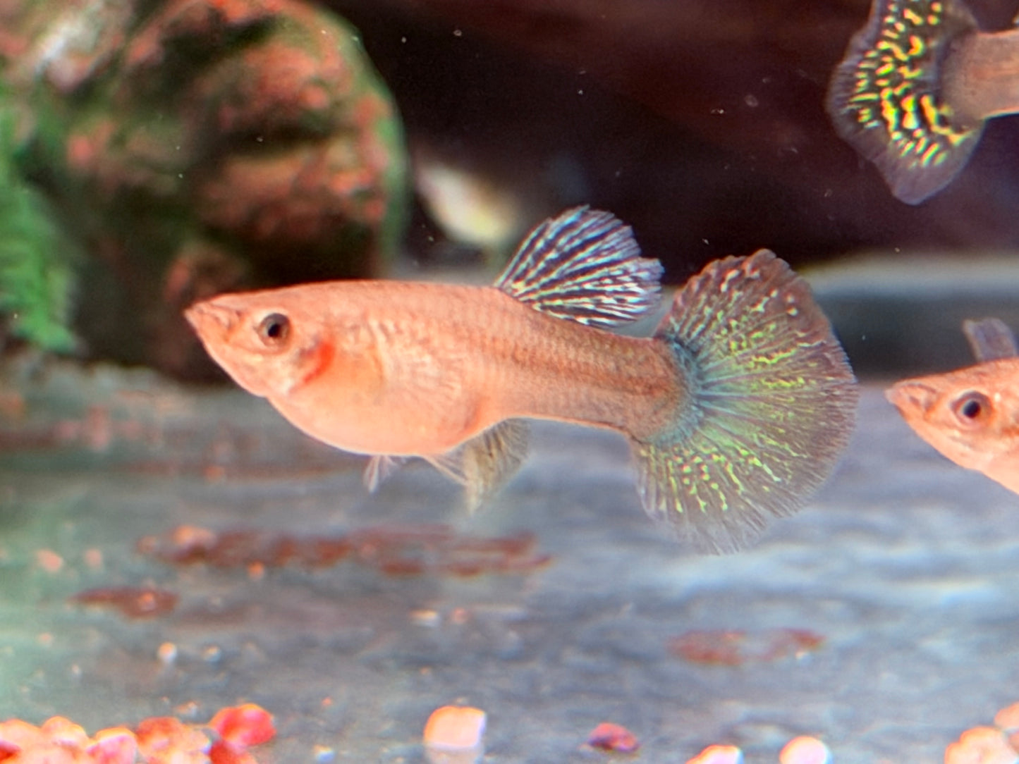 Miracle green Lace Multicolore Guppy Poecilia reticulata Weibchen