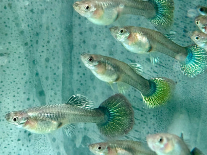 Miracle green Lace Multicolore Guppy Poecilia reticulata Weibchen
