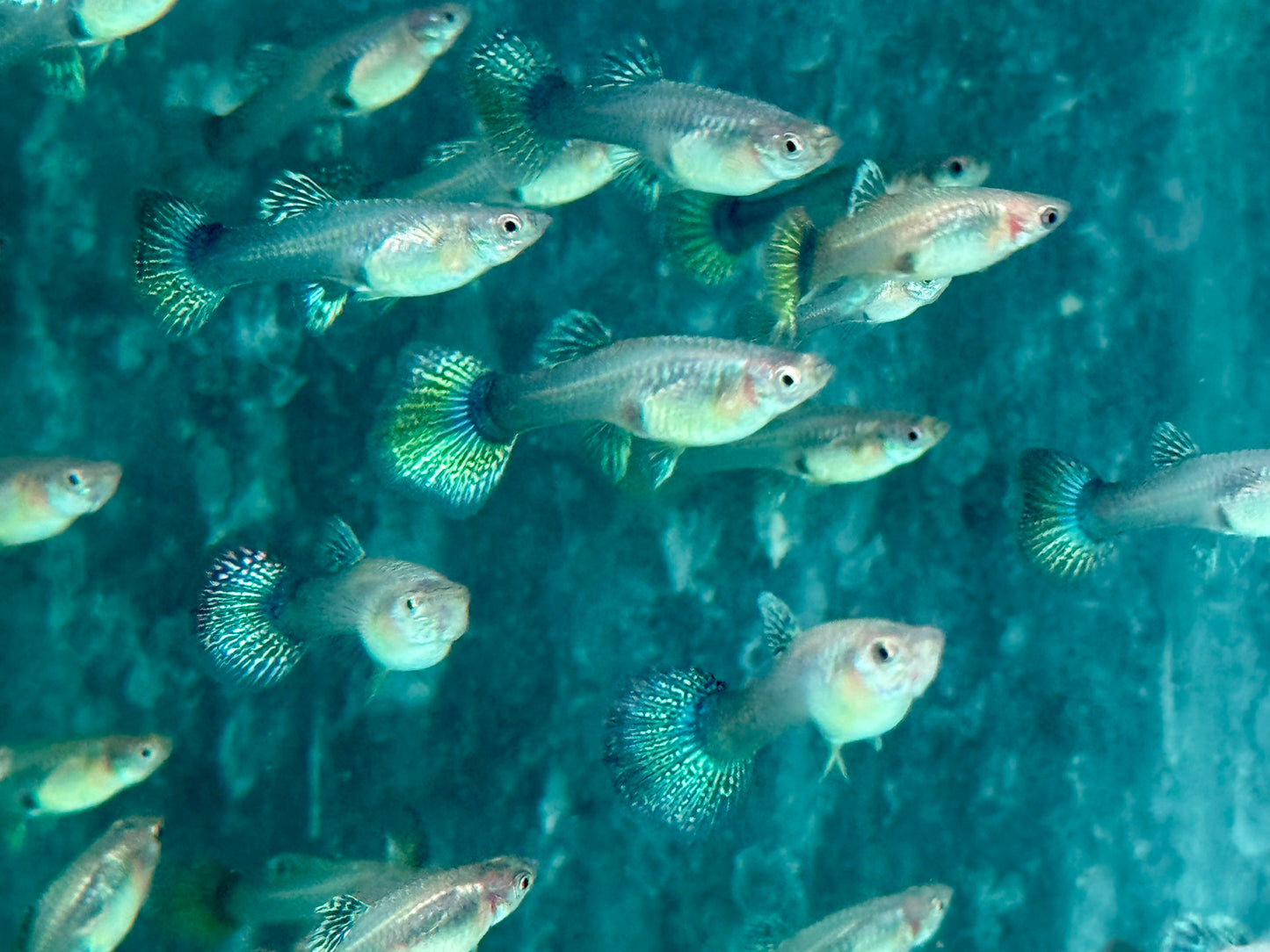 Miracle green Lace Multicolore Guppy Poecilia reticulata Weibchen