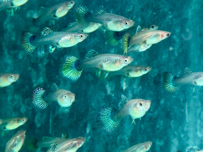 Miracle green Lace Multicolore Guppy Poecilia reticulata Weibchen
