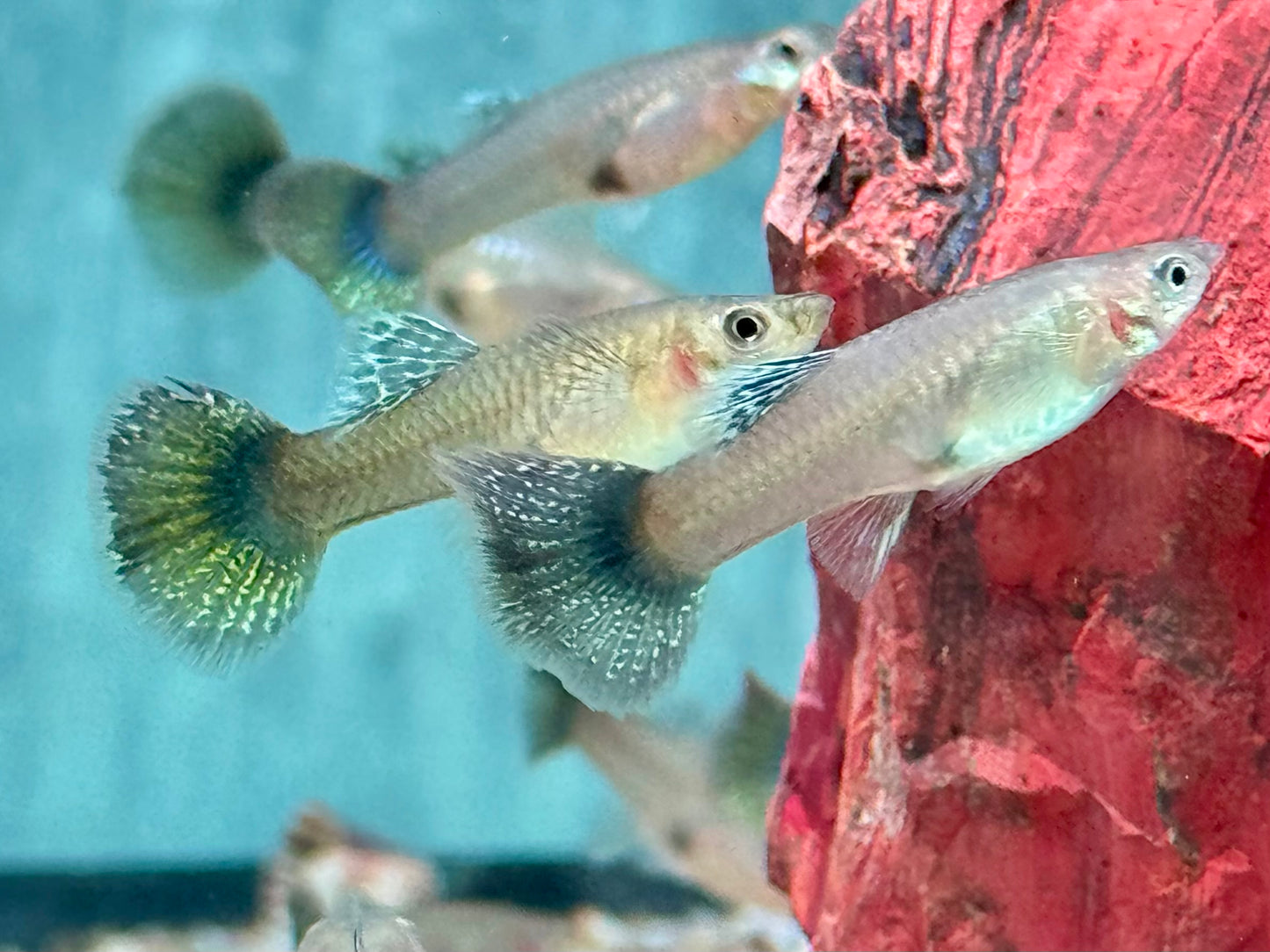 Miracle green Lace Multicolore Guppy Poecilia reticulata Weibchen