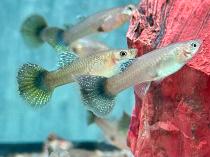 Miracle green Lace Multicolore Guppy Poecilia reticulata Weibchen
