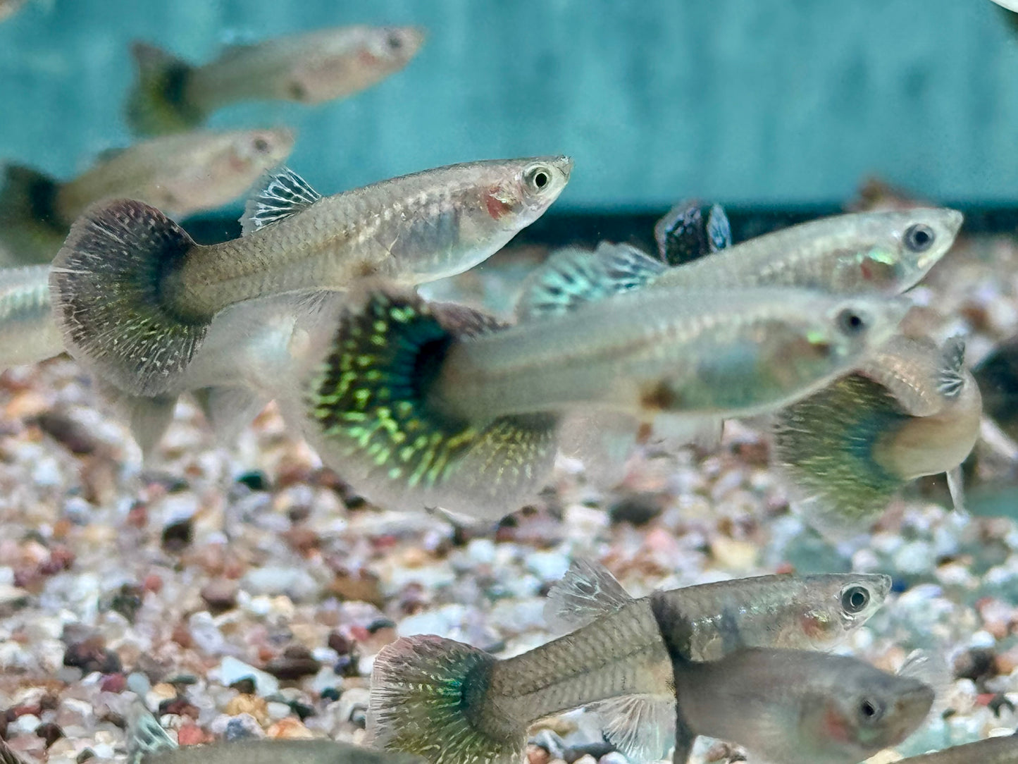 Miracle green Lace Multicolore Guppy Poecilia reticulata Weibchen