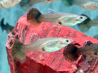 Miracle green Lace Multicolore Guppy Poecilia reticulata Weibchen
