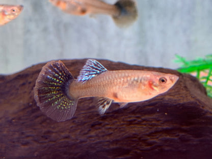 Miracle green Lace Multicolore Guppy Poecilia reticulata Weibchen