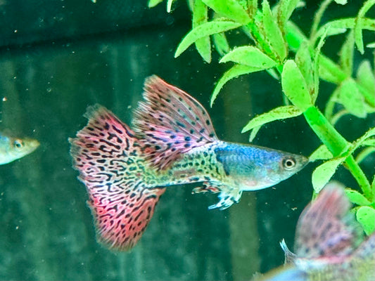 Miracle red Lace Guppy Poecilia reticulata Männchen