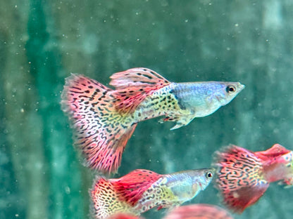 Miracle red Lace Guppy Poecilia reticulata Männchen