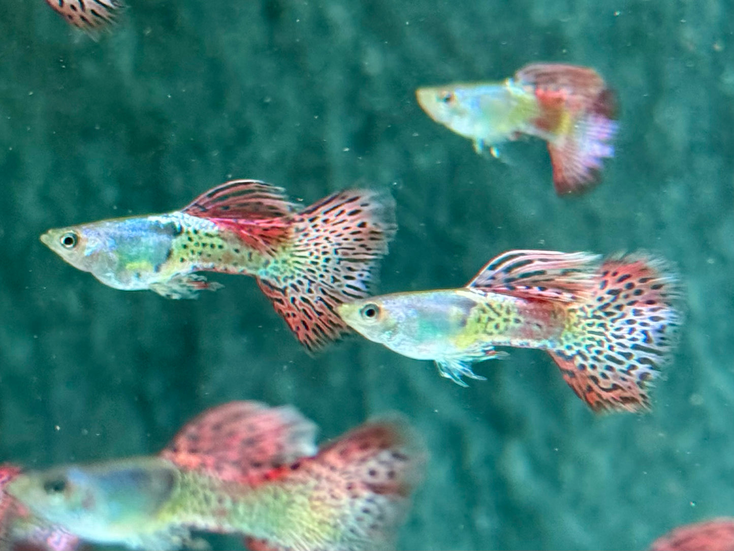 Miracle red Lace Guppy Poecilia reticulata Männchen