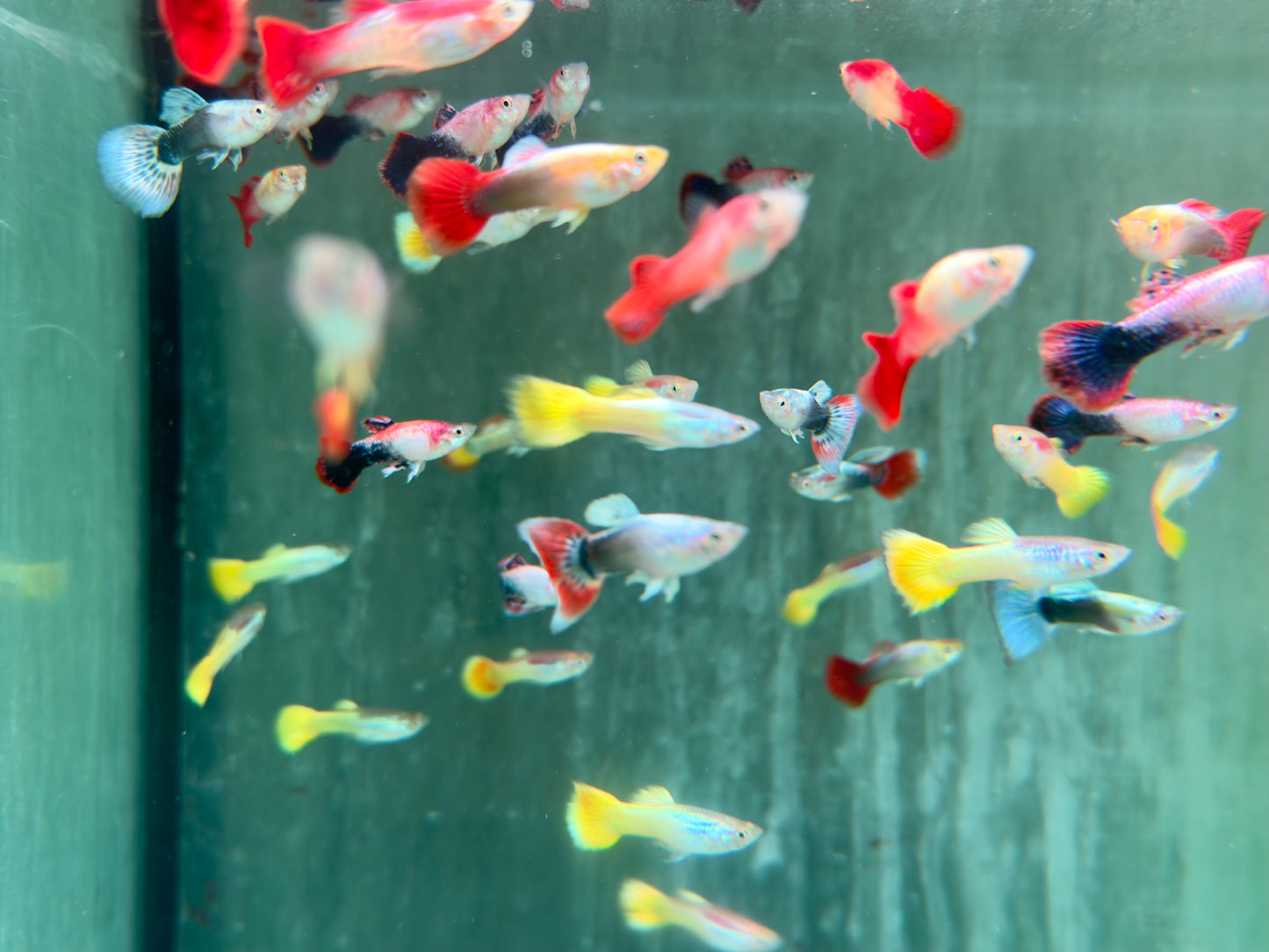Mix Guppy Poecilia reticulata Männchen
