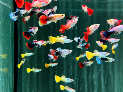 Mix Guppy Poecilia reticulata Männchen