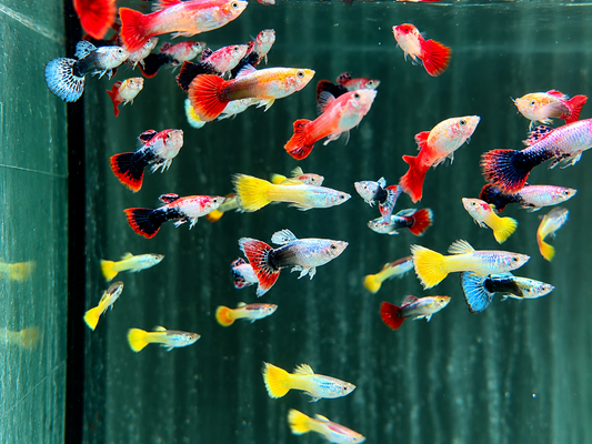 Mix Guppy Poecilia reticulata Männchen