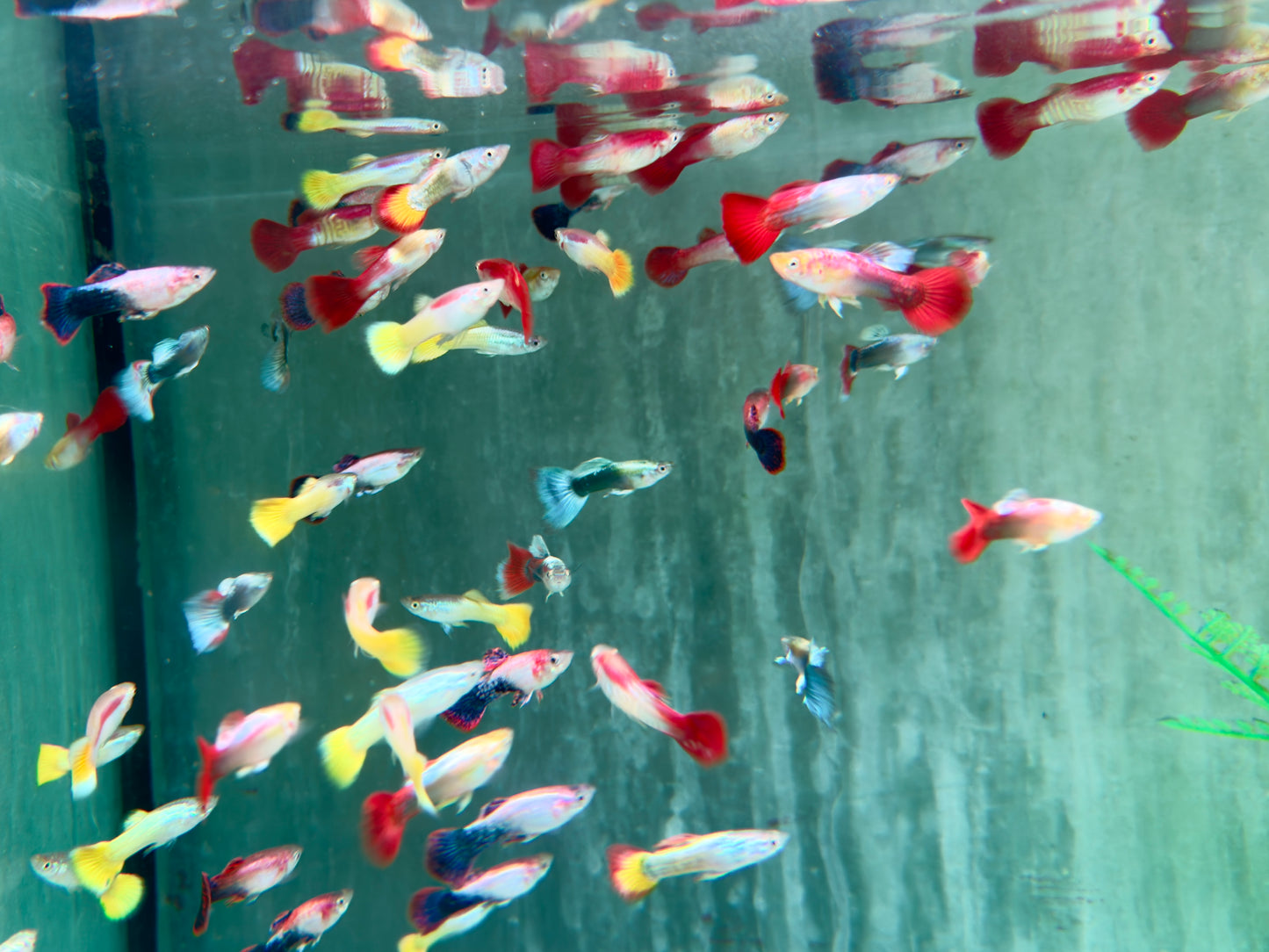 Mix Guppy Poecilia reticulata Männchen