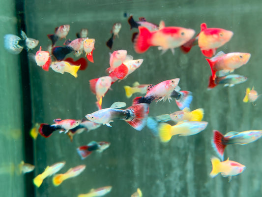 Mix Guppy Poecilia reticulata Männchen