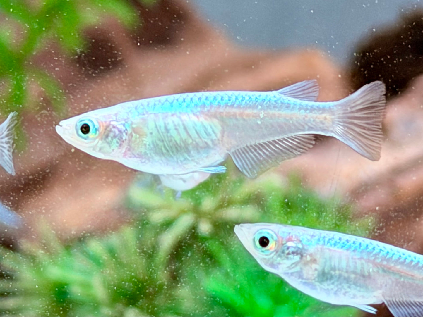 Miyuki blau Medaka Reisfisch  Oryzias latipes