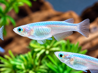 Miyuki blau Medaka Reisfisch  Oryzias latipes