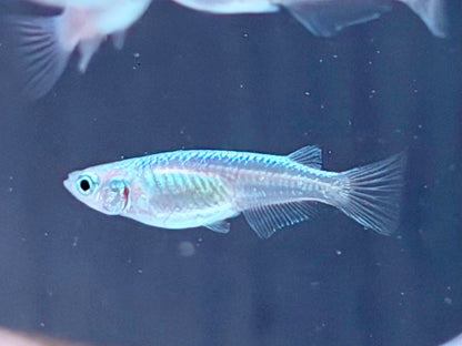 Miyuki blau Medaka Reisfisch  Oryzias latipes