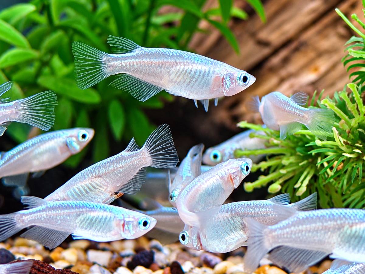 Miyuki blau Medaka Reisfisch  Oryzias latipes