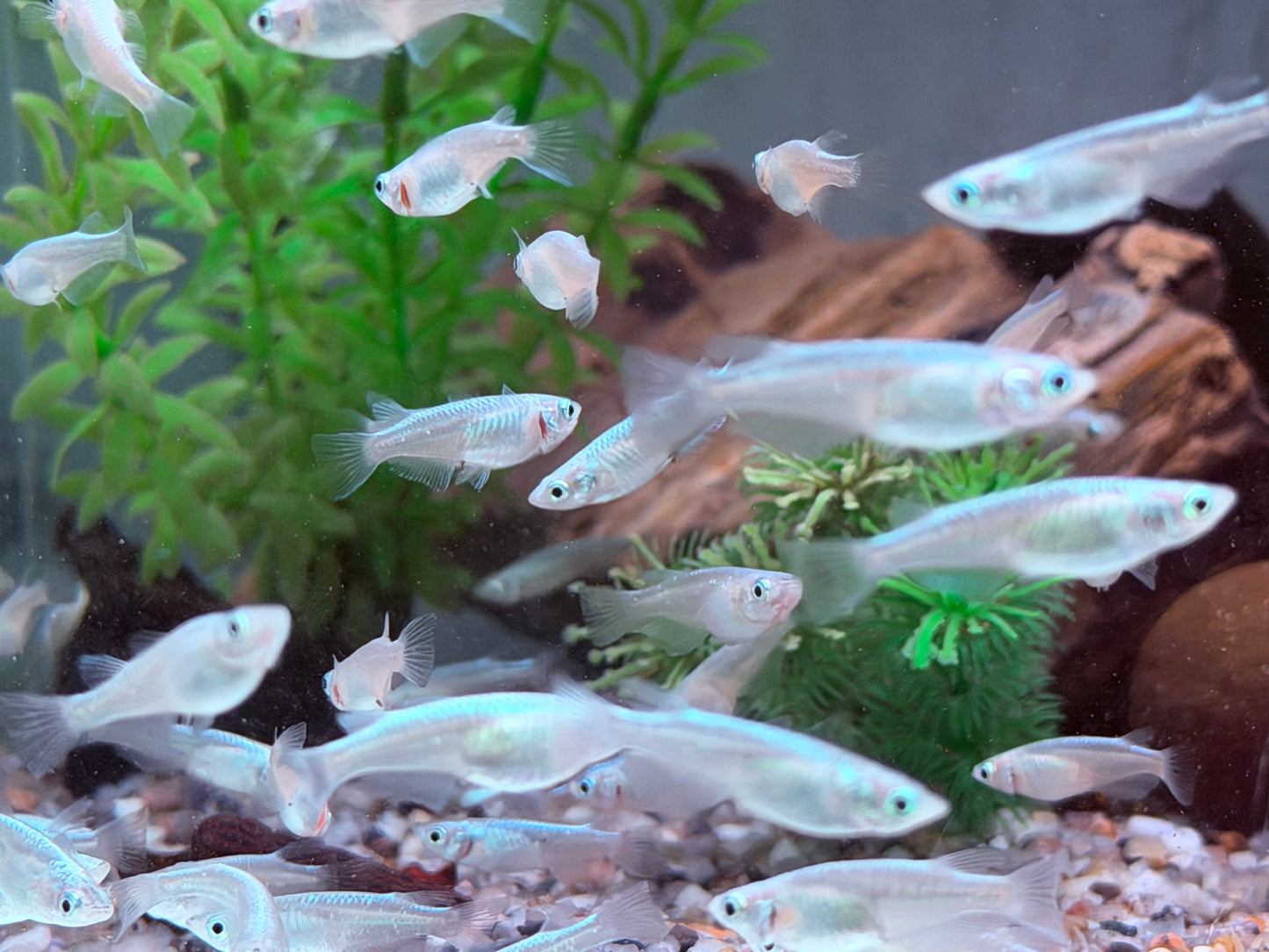 Miyuki blau Medaka Reisfisch  Oryzias latipes