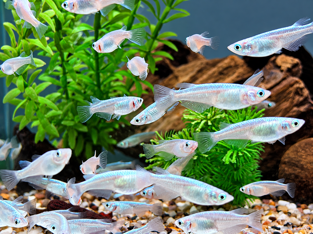 Miyuki blau Medaka Reisfisch  Oryzias latipes